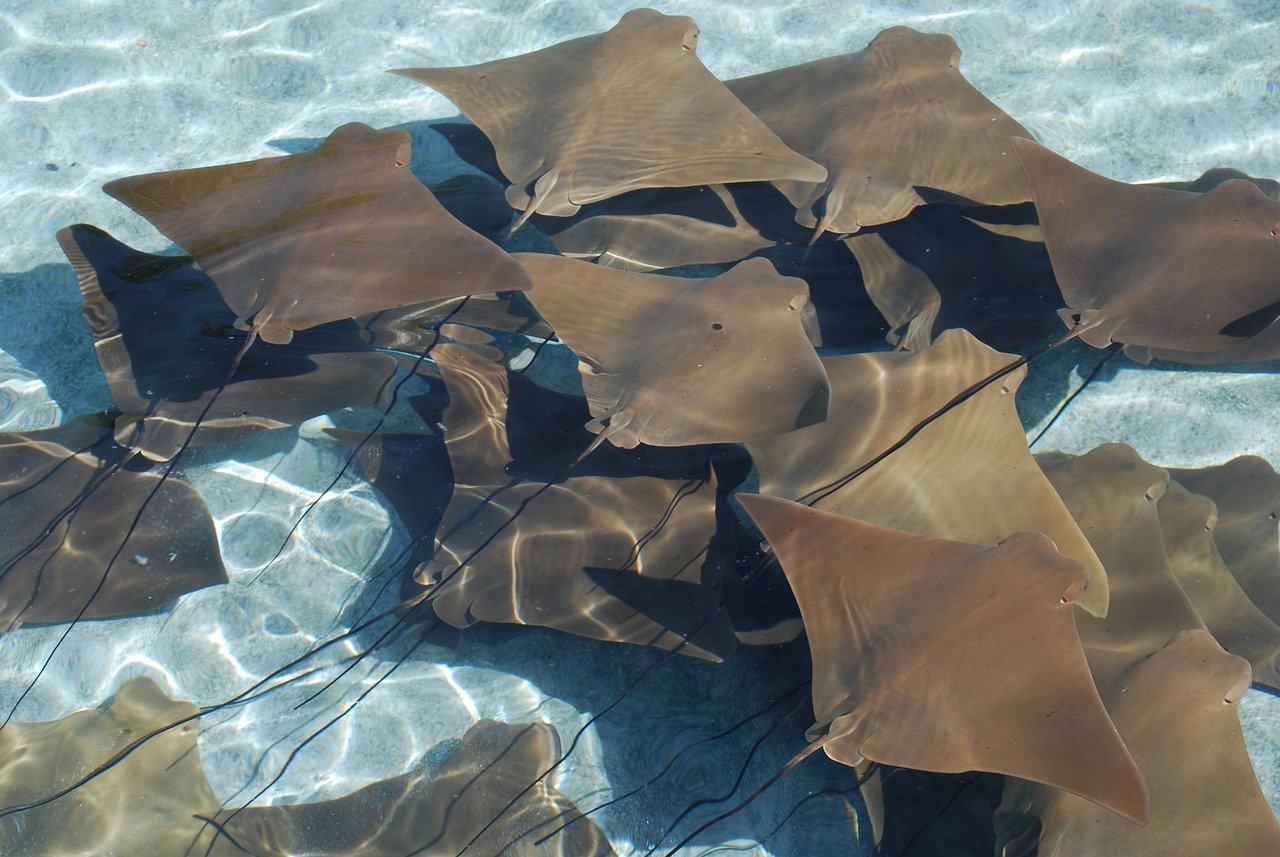 manta rays, stingrays, sea life-332812.jpg